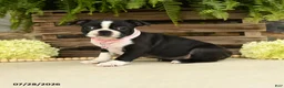 Boston Terrier dogs for sale: Tina - Ad 2