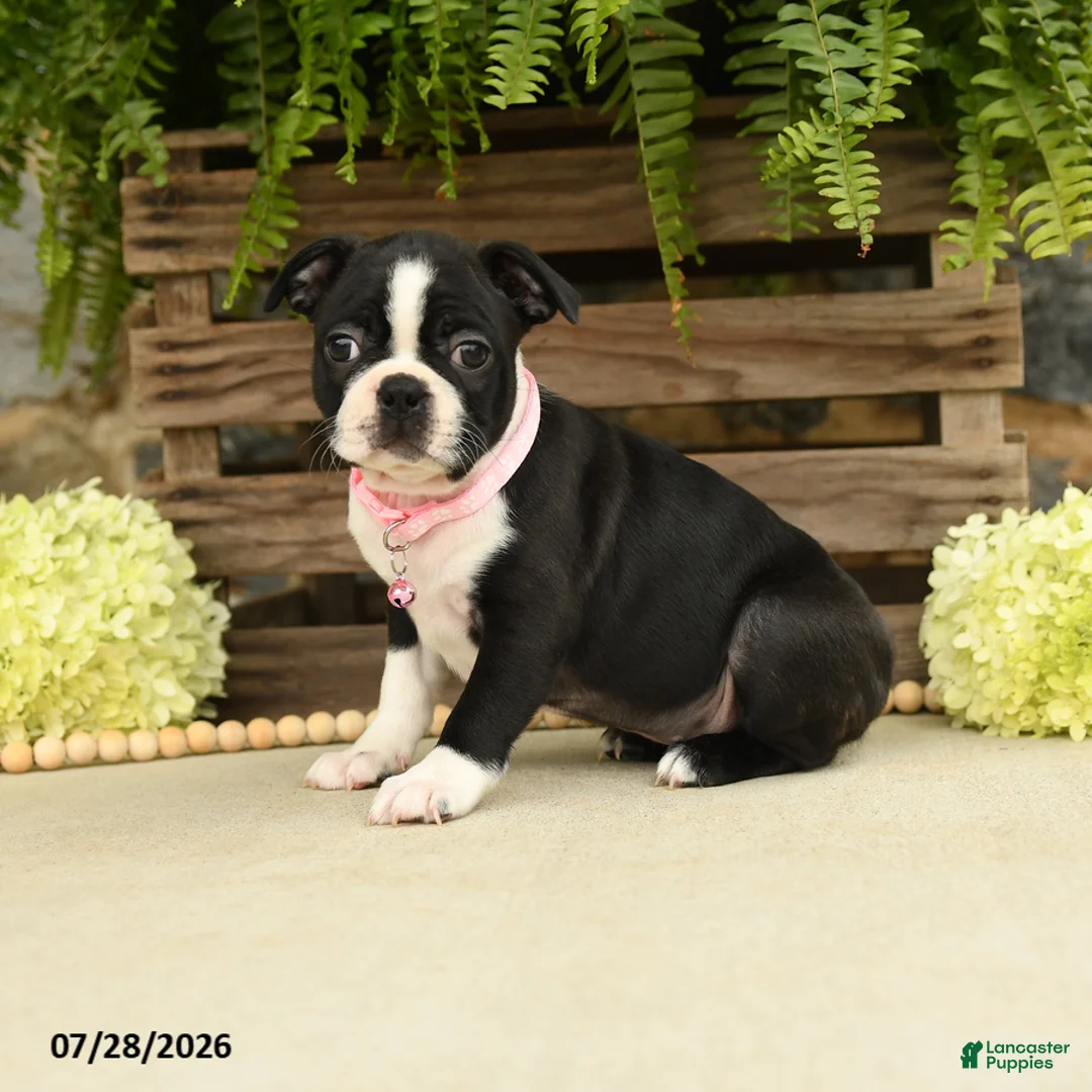 Boston Terrier dogs for sale: Tina - Ad 2