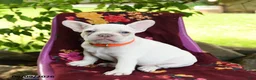French Bulldog dogs for sale: Luna  - Ad 3