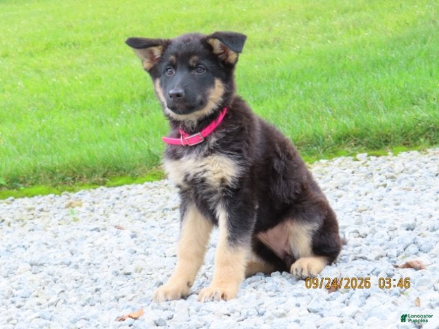 German Shepherd dogs Molly - Ad 1