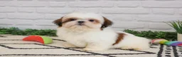 Shih Tzu dogs for sale: Freckles  - Ad 4