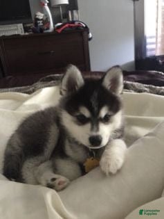 Siberian Husky dogs Siberian Husky 2 - Ad 8