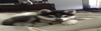 Siberian Husky 2