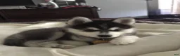 Siberian Husky dogs for sale: Siberian Husky 2 - Ad 1