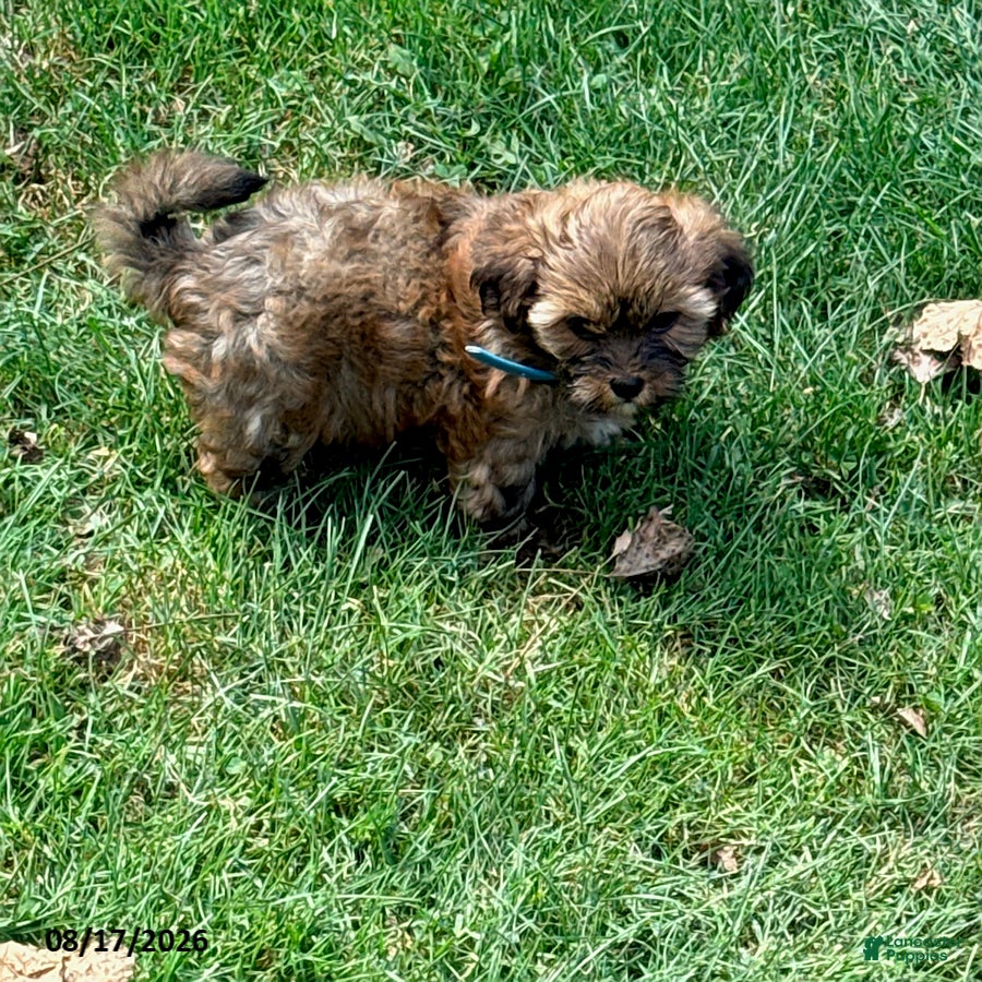 Shorkie dogs Roxy - Ad 11