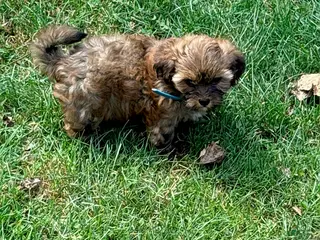 Shorkie dogs Roxy - Ad 11