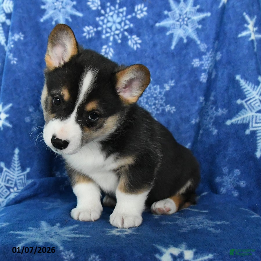 Welsh Corgi Pembroke dogs Tiger - Ad 2