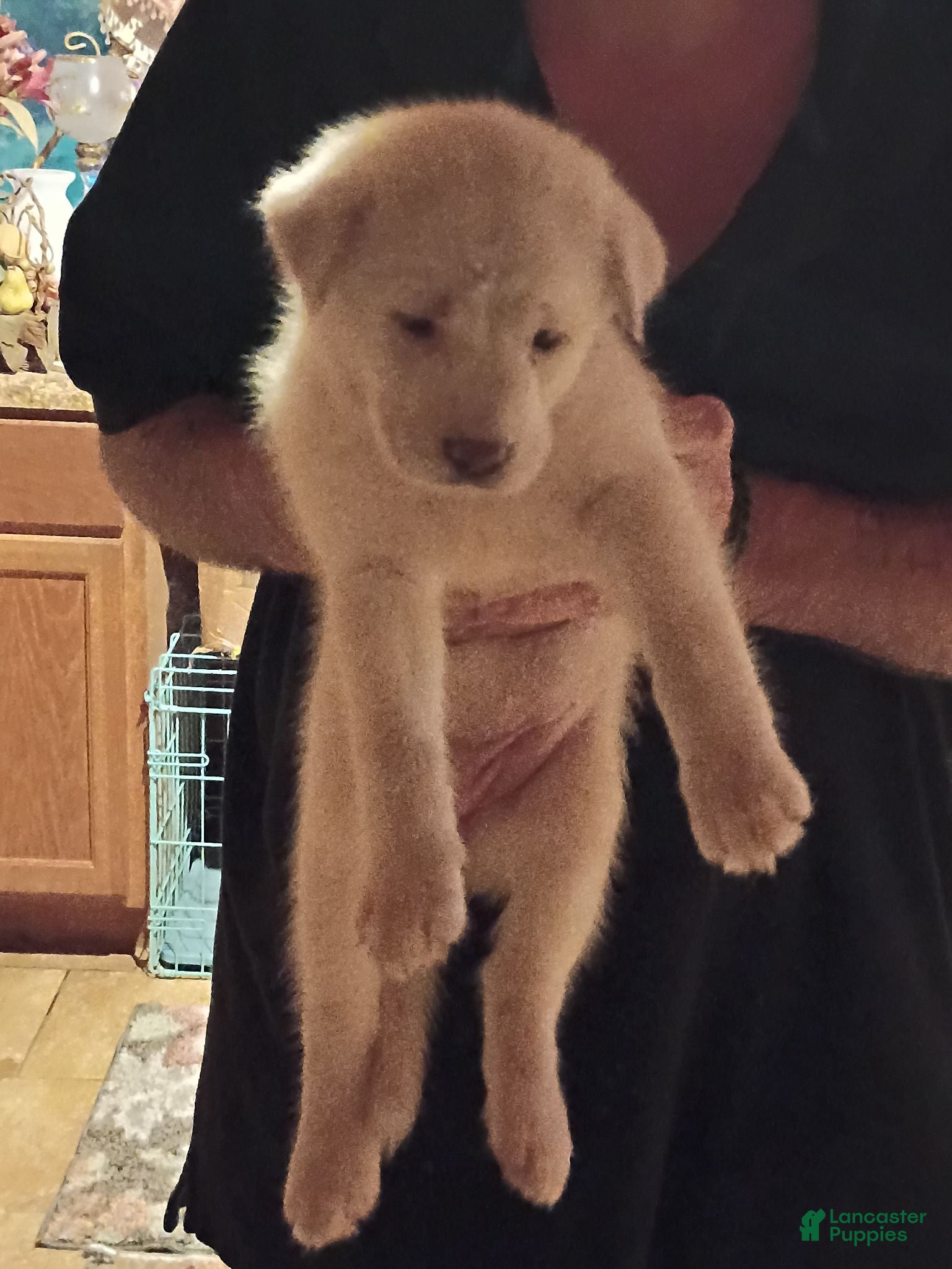 Alaskan Husky dogs Alaskan Husky 4 Winter - Ad 9