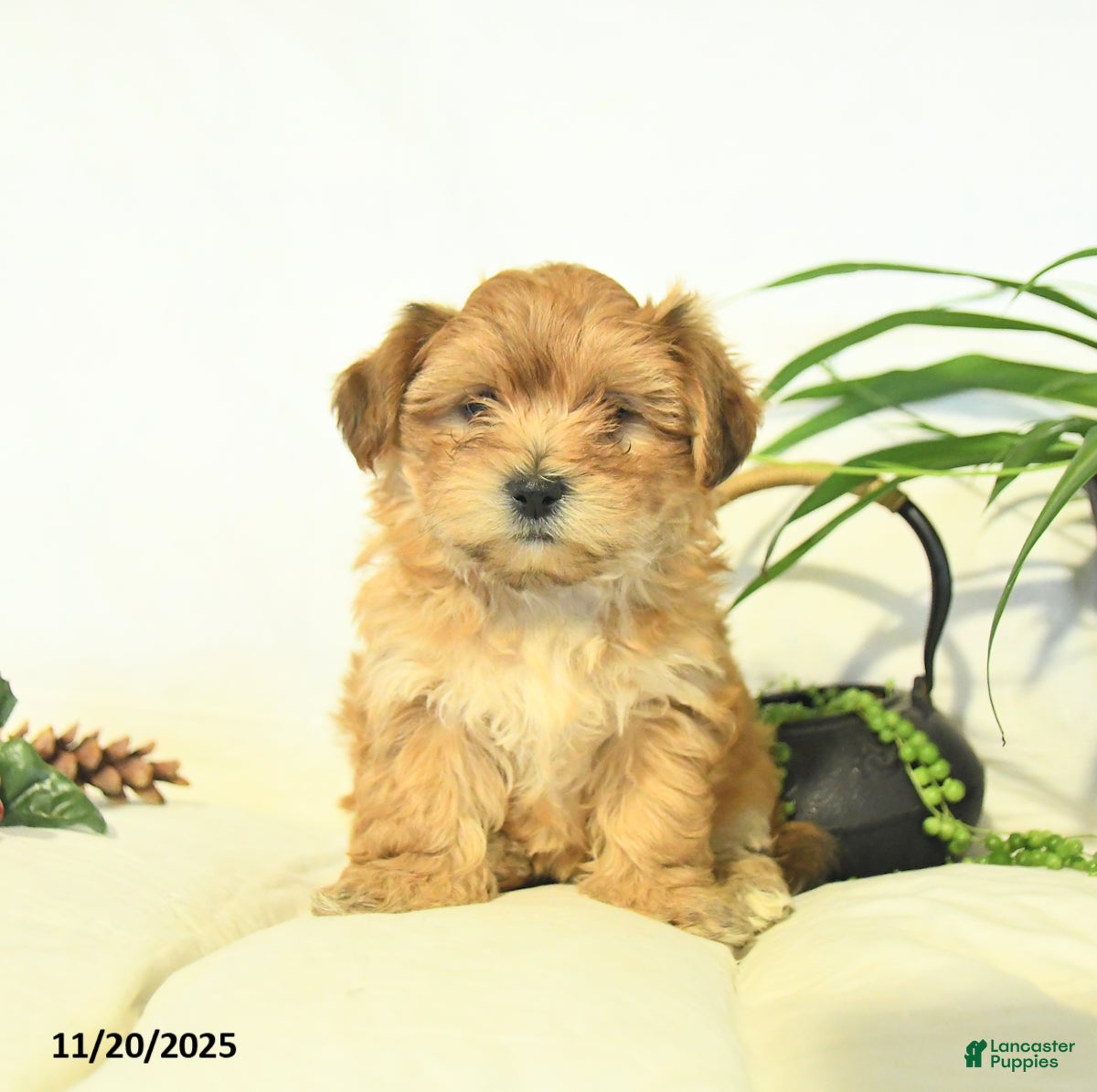 Yochon dogs Penny - Ad 20