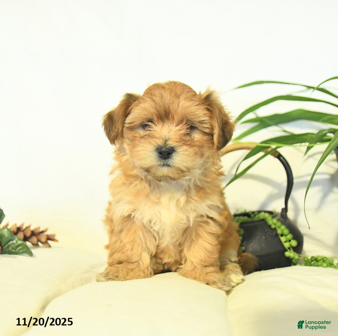 Yochon dogs for sale: Penny - Ad 1