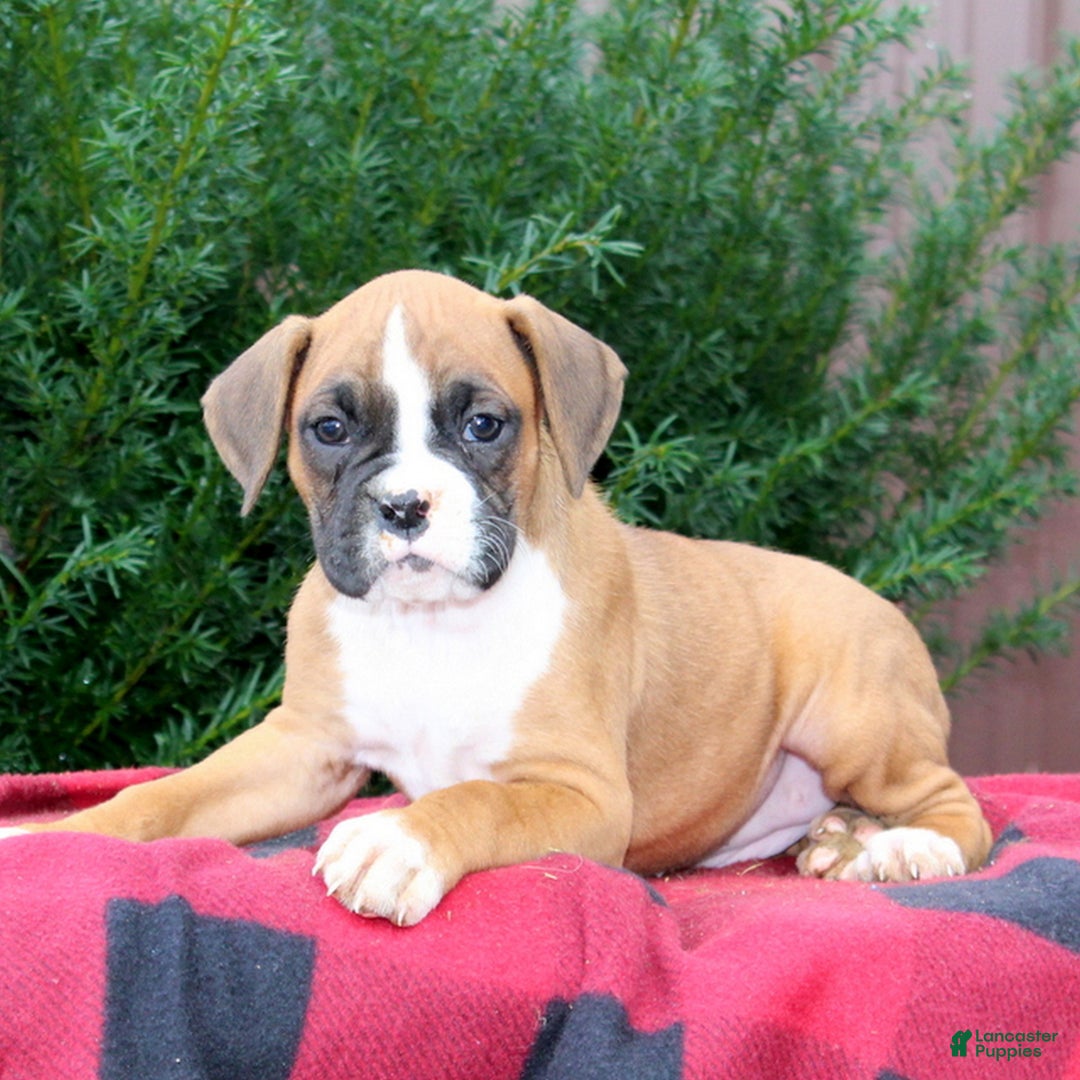 Boxer dogs for sale: Abby  - Ad 1