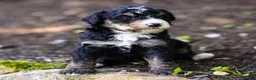 Bernedoodle dogs for sale: Hayes Bernedoodle Puppy  - Ad 2