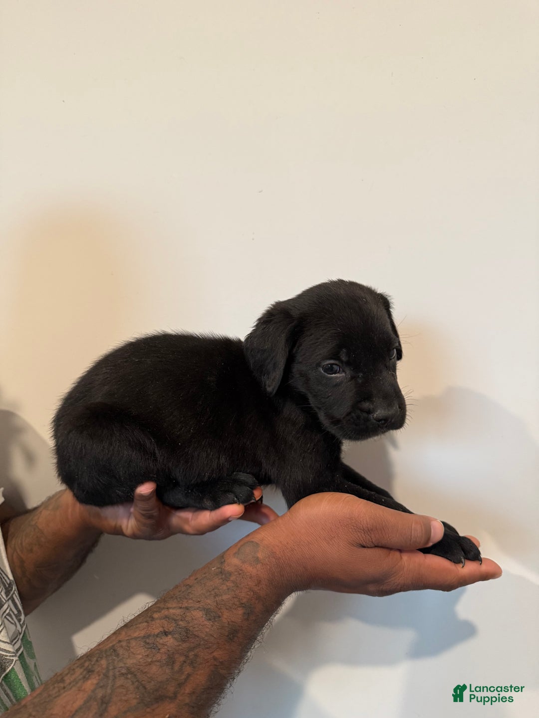 Cane Corso dogs for sale: Thor - Ad 3