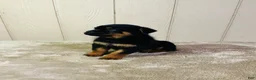 Rottweiler dogs for sale: Rottweiler 1 - Ad 9