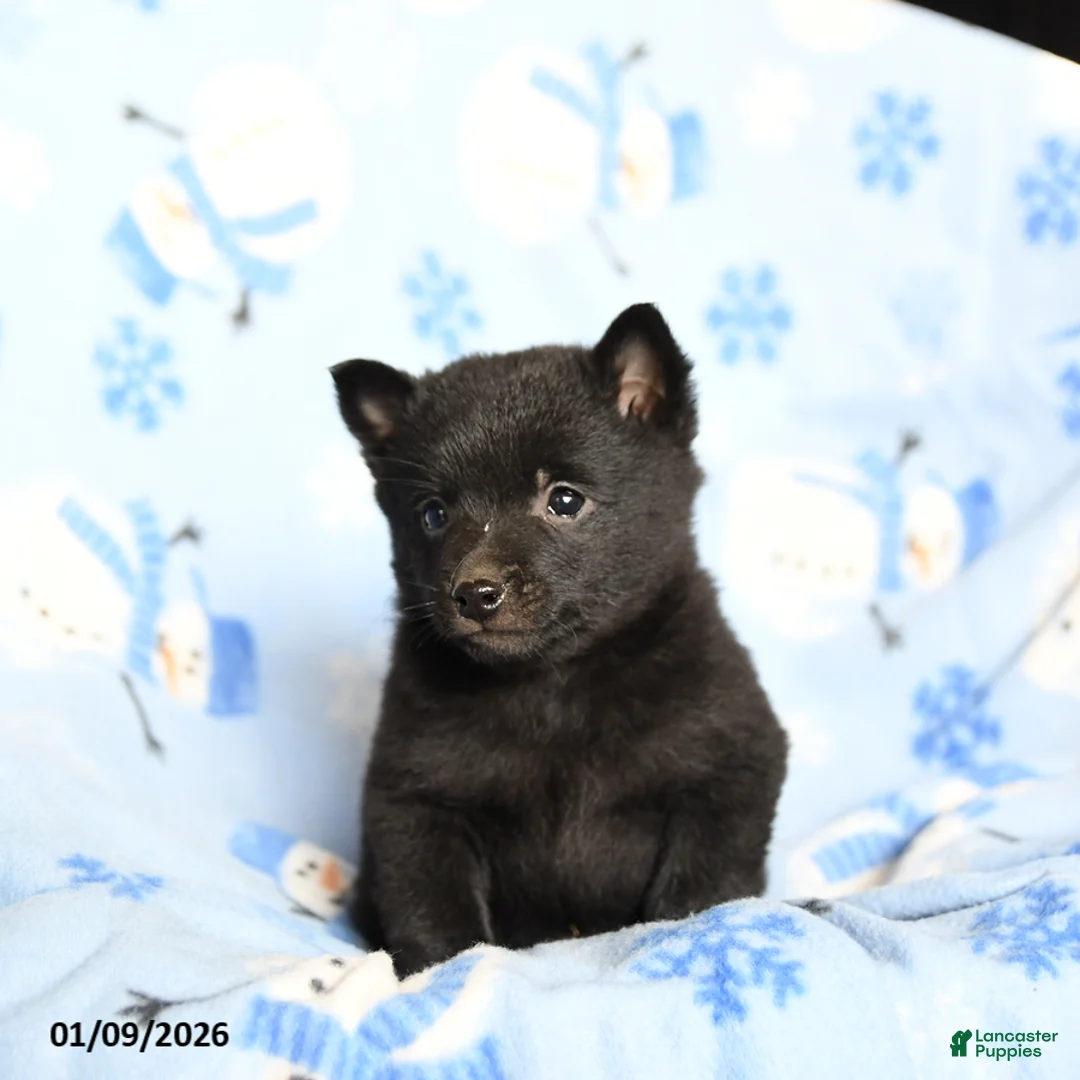 Schipperke dogs for sale: Reggie - Ad 3
