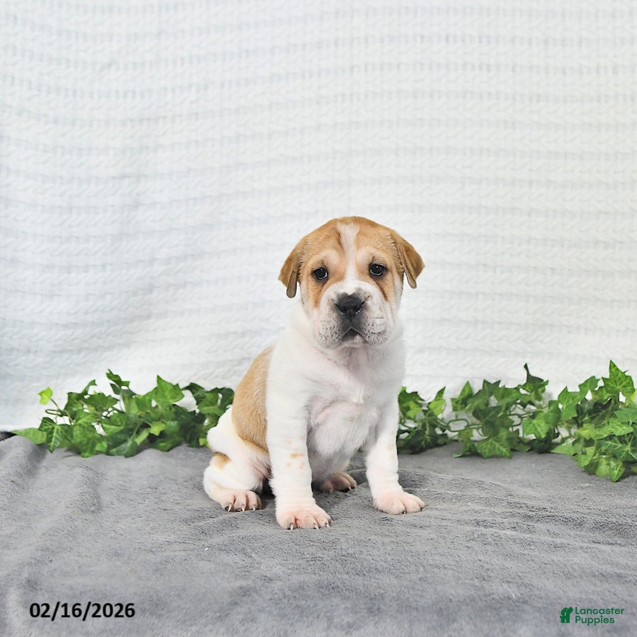 Mini Hippo dogs Jayla - Ad 2