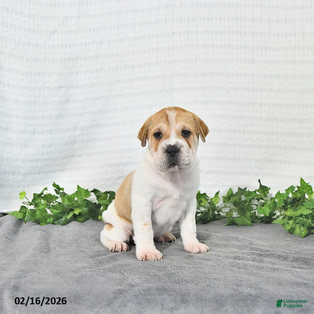 Mini Hippo dogs for sale: Jayla - Ad 2