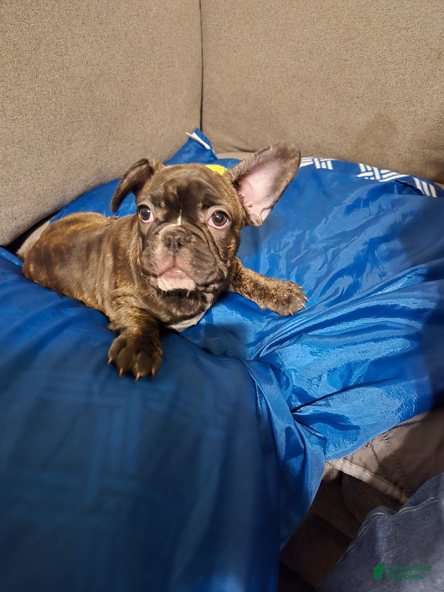 French Bulldog dogs Brownie - Ad 33