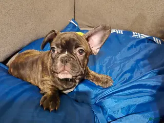 French Bulldog dogs Brownie - Ad 34