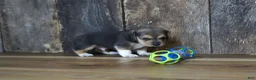 Beagle dogs for sale: Chase - Ad 3