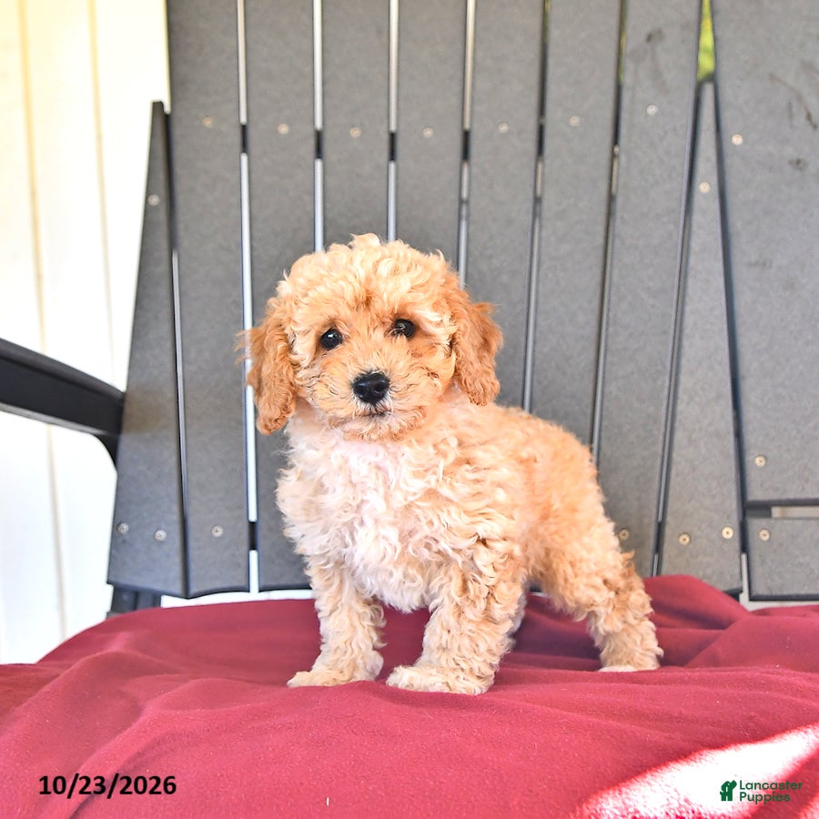 Miniature Poodle dogs for sale: Charlie - Ad 1