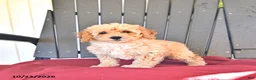Miniature Poodle dogs for sale: Charlie - Ad 1