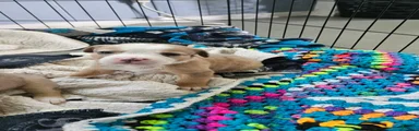 Gizmo