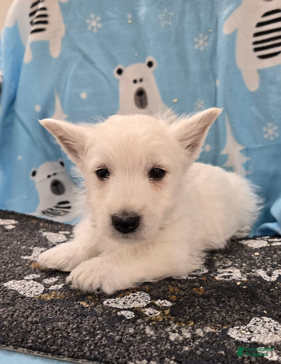 West Highland Terrier dogs for sale: Boyd - Ad 1