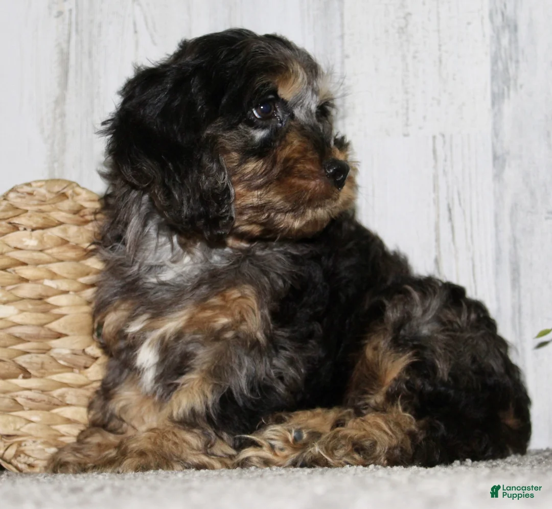 Cockapoo dogs for sale: Snickers - Ad 5