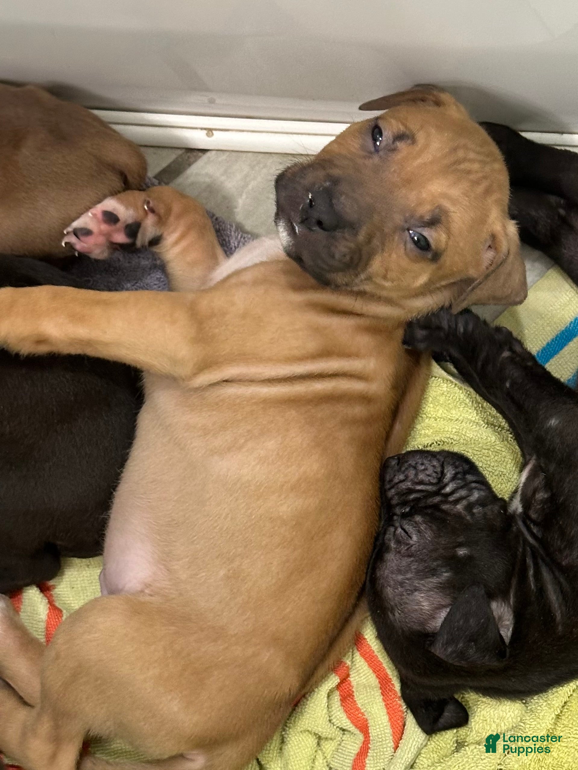 Mixed Breed dogs Beast - Ad 36