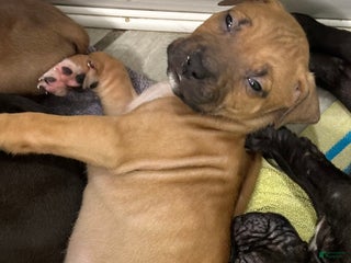 Mixed Breed dogs Beast - Ad 10