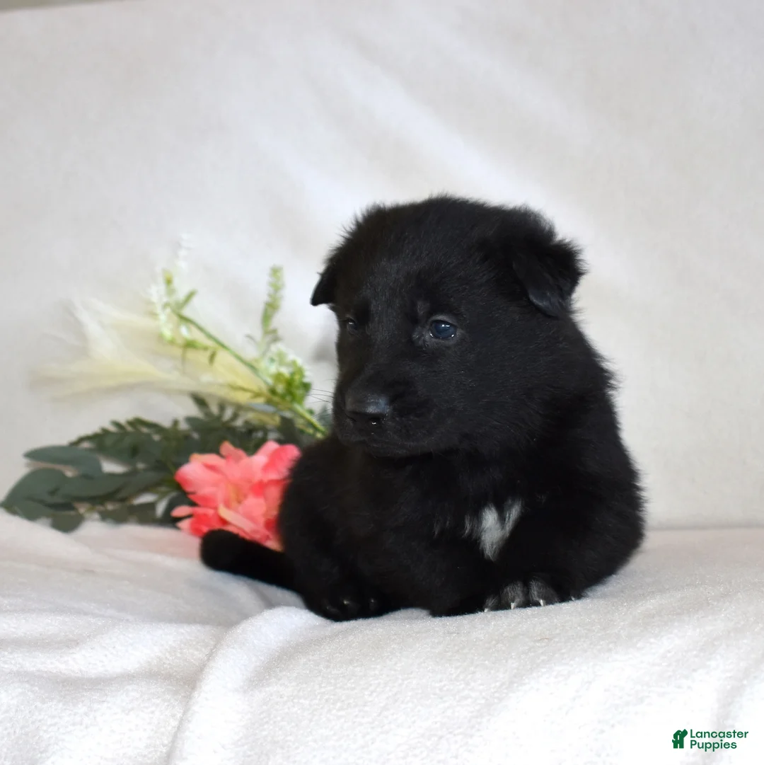 German Shepherd dogs for sale: Shadow - Ad 3