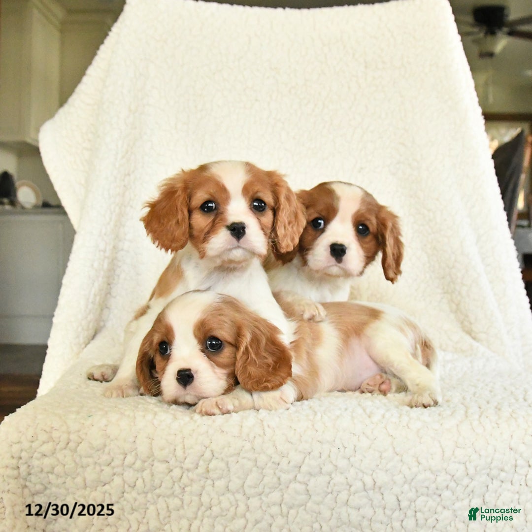 Cavalier King Charles Spaniel dogs for sale: Snowflake - Ad 3