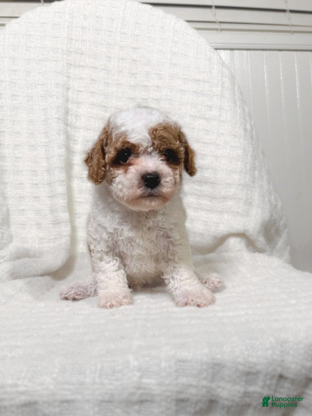 Cavapoo dogs for sale: Alfie - Ad 8