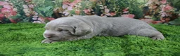 Labrador Retriever dogs for sale: Ember - Ad 5