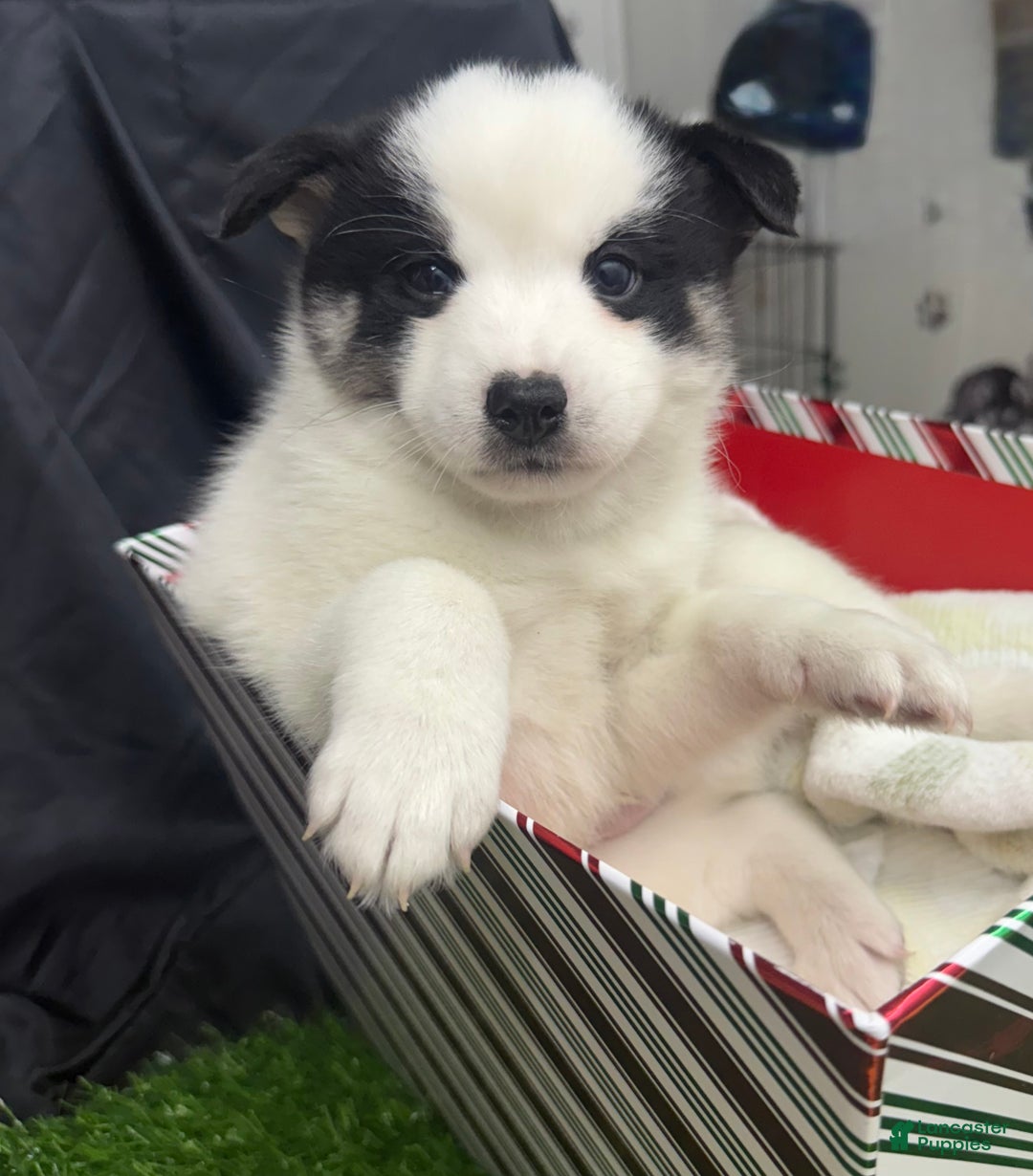 Mixed Breed dogs for sale: Frost - Ad 1