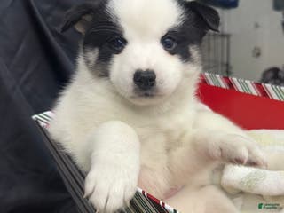 Mixed Breed dogs Frost - Ad 41