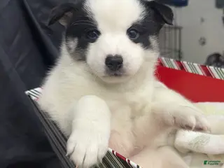 Mixed Breed dogs Frost - Ad 30