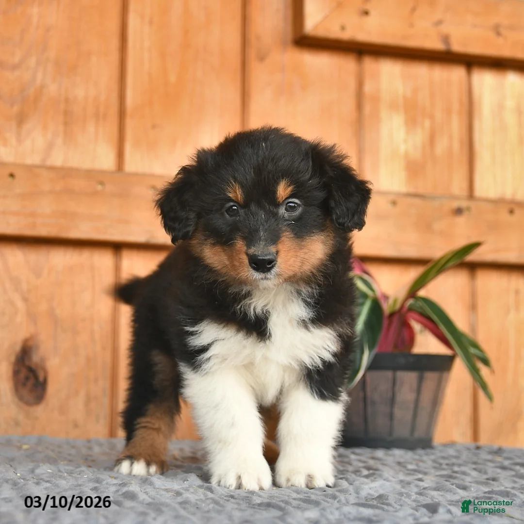 Australian Shepherd dogs for sale: Anthony  - Ad 3