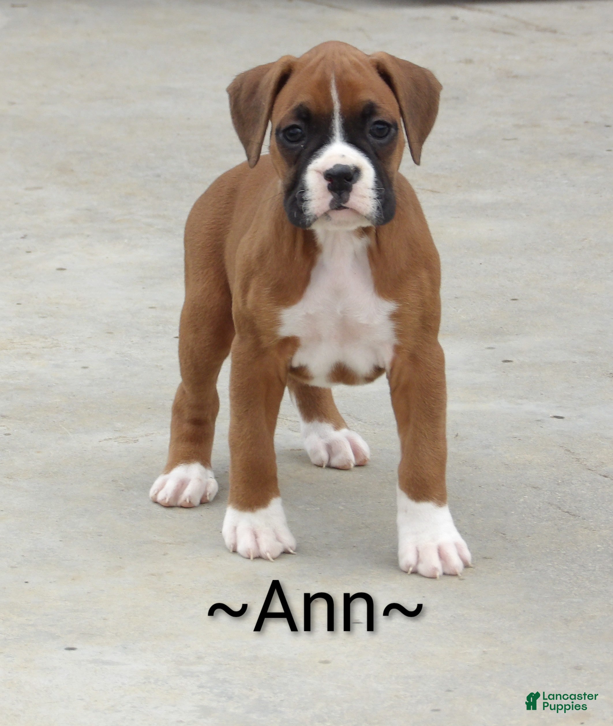 Boxer dogs Ann - Ad 19
