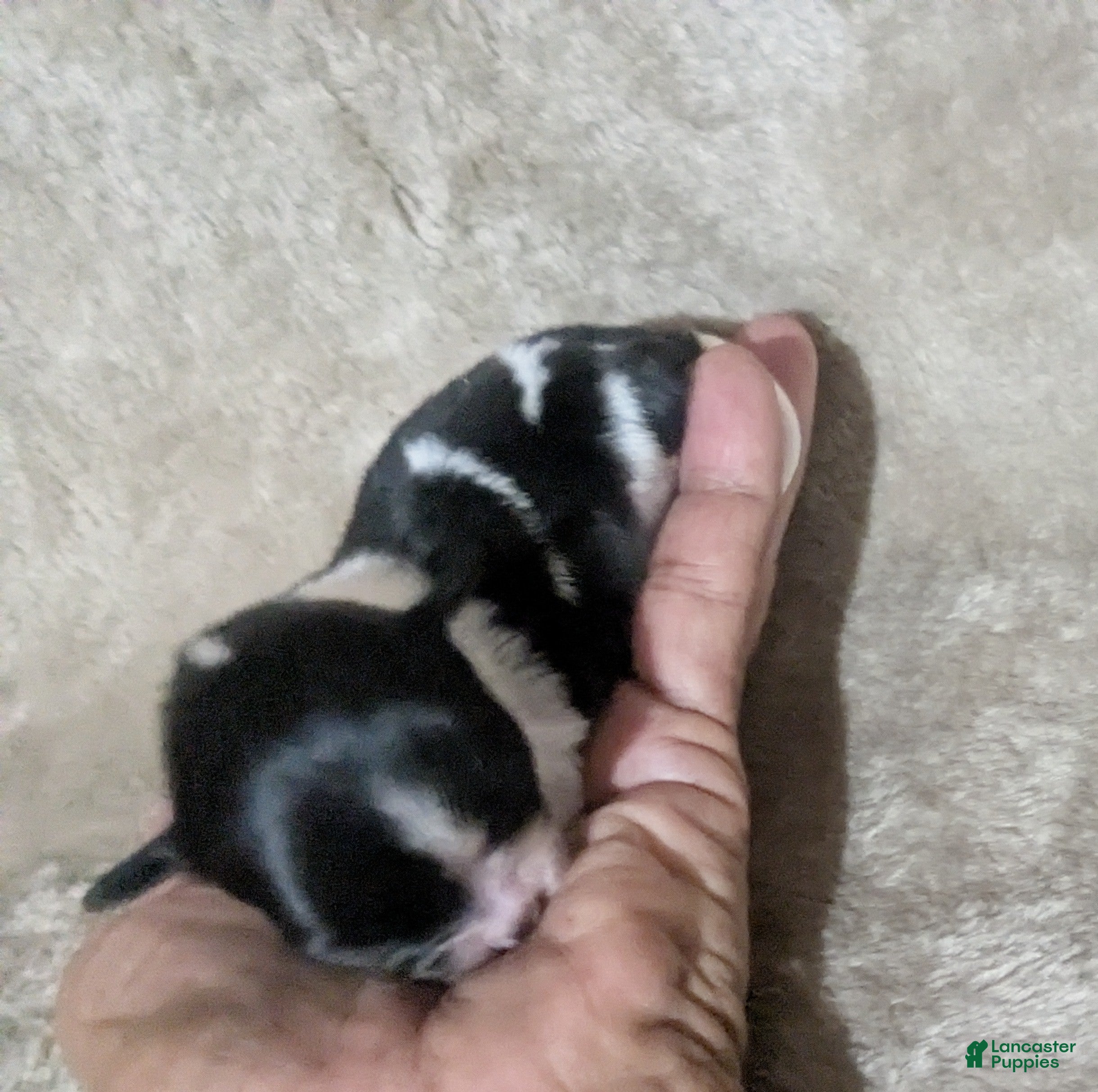 Chihuahua dogs Tiny Tcup Apple Head Inky  - Ad 18