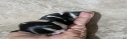 Chihuahua dogs for sale: Tiny Tcup Apple Head Inky  - Ad 13