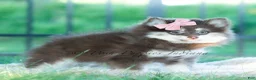 Pomeranian dogs for sale: Cocoa Candy  - Ad 3