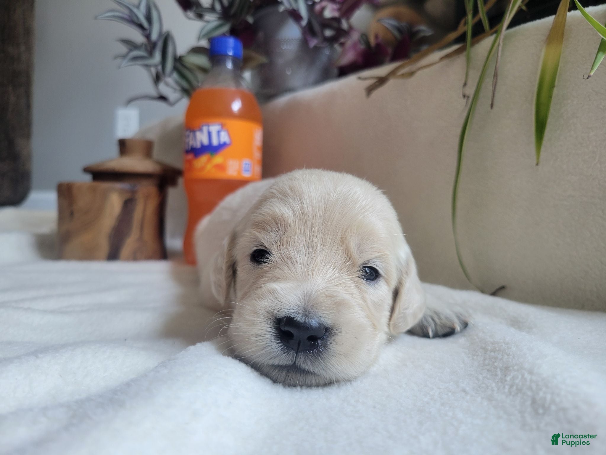 Golden Retriever dogs Champion Sired, Fanta - Ad 10
