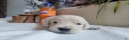 Golden Retriever dogs for sale: Champion Sired, Fanta - Ad 1