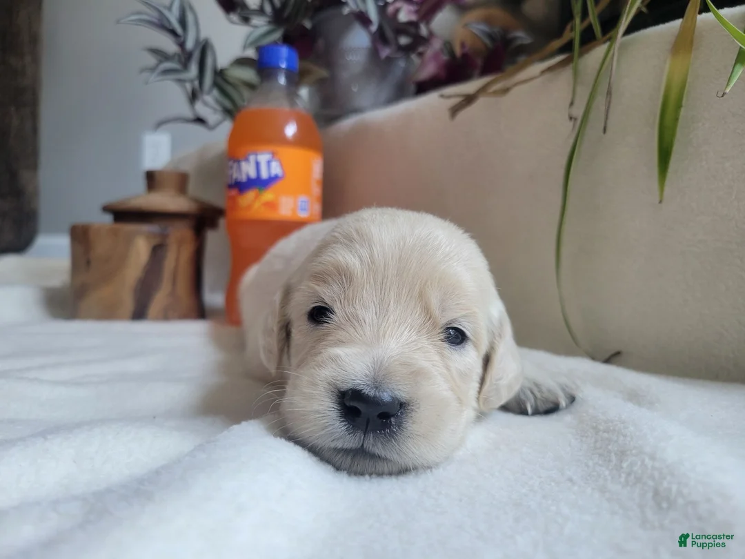 Golden Retriever dogs for sale: Champion Sired, Fanta - Ad 1