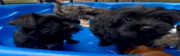 Shorkie dogs for sale: Shorkie 3 - Ad 8