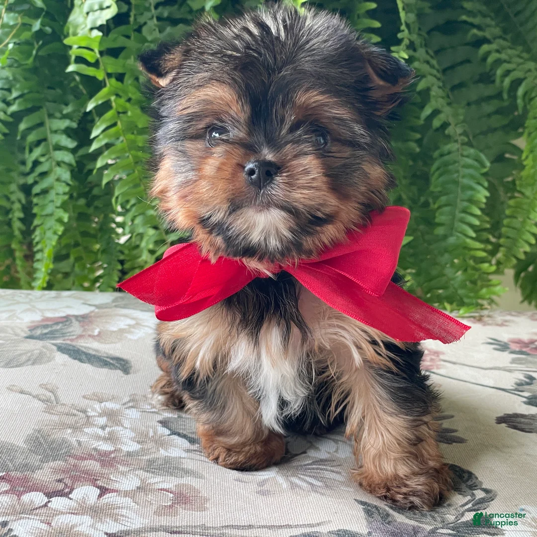 Yorkshire Terrier dogs for sale: Fido - Ad 2