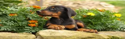 Doberman Pinscher dogs for sale: DIESEL - Ad 9