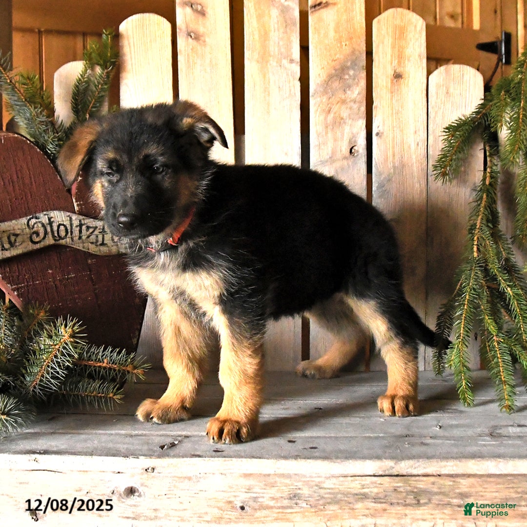 German Shepherd dogs for sale: Skyler - Ad 3